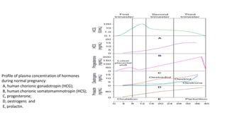 Placenta 2025-2026 and the endocrine function of placenta | PDF