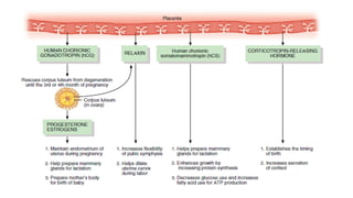 Placenta 2025-2026 and the endocrine function of placenta | PDF