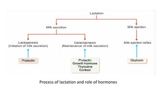 Placenta 2025-2026 and the endocrine function of placenta | PDF