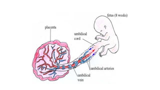 Placenta 2025-2026 and the endocrine function of placenta | PDF