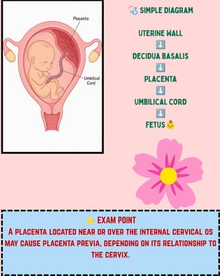 ⭐EXAM POINT
A placenta located near or over the internal cervical os
may cause placenta previa, depending on its relationship to
the cervix.
🩺Simple Diagram
UTERINE WALL
⬇️
Decidua basalis
⬇️
Placenta
⬇️
Umbilical cord
⬇️
fetus👶
 