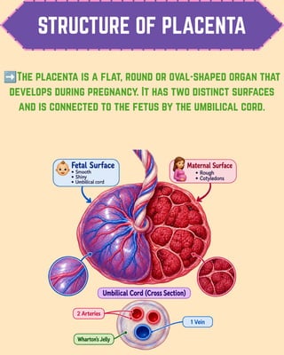 STRUCTURE OF PLACENTA
➡️The placenta is a flat, round or oval-shaped organ that
develops during pregnancy. It has two distinct surfaces
and is connected to the fetus by the umbilical cord.
 