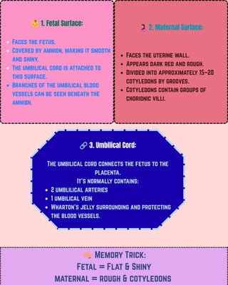 👶1. Fetal Surface:
Faces the fetus.
Covered by amnion, making it smooth
and shiny.
The umbilical cord is attached to
this surface.
Branches of the umbilical blood
vessels can be seen beneath the
amnion.
🤰2. Maternal Surface:
Faces the uterine wall.
Appears dark red and rough.
Divided into approximately 15–20
cotyledons by grooves.
Cotyledons contain groups of
chorionic villi.
🔗3. Umbilical Cord:
The umbilical cord connects the fetus to the
placenta.
It's normally contains:
2 umblilical arteries
1 umbilical vein
Wharton's jelly surrounding and protecting
the blood vessels.
🧠Memory Trick:
Fetal = Flat & Shiny
maternal = rough & cotyledons
 