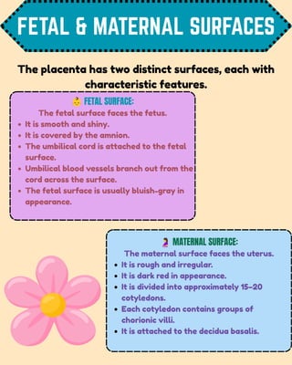 FETAL & MATERNAL SURFACES
👶FETAL SURFACE:
The fetal surface faces the fetus.
It is smooth and shiny.
It is covered by the amnion.
The umbilical cord is attached to the fetal
surface.
Umbilical blood vessels branch out from the
cord across the surface.
The fetal surface is usually bluish-gray in
appearance.
🤰MATERNAL SURFACE:
The maternal surface faces the uterus.
It is rough and irregular.
It is dark red in appearance.
It is divided into approximately 15–20
cotyledons.
Each cotyledon contains groups of
chorionic villi.
It is attached to the decidua basalis.
The placenta has two distinct surfaces, each with
characteristic features.
 