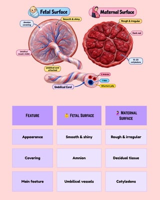 Feature 👶Fetal Surface
🤰Maternal
Surface
Appearance Smooth & shiny Rough & irregular
Covering Amnion Decidual tissue
Main feature Umbilical vessels Cotyledons
 