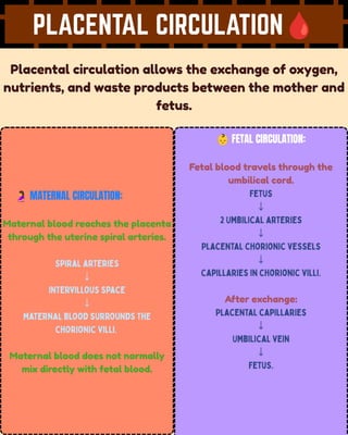 PLACENTAL CIRCULATION🩸
Placental circulation allows the exchange of oxygen,
nutrients, and waste products between the mother and
fetus.
🤰MATERNAL CIRCULATION:
Maternal blood reaches the placenta
through the uterine spiral arteries.
Spiral arteries
↓
Intervillous space
↓
Maternal blood surrounds the
chorionic villi.
Maternal blood does not normally
mix directly with fetal blood.
👶FETAL CIRCULATION:
Fetal blood travels through the
umbilical cord.
Fetus
↓
2 Umbilical arteries
↓
Placental chorionic vessels
↓
Capillaries in chorionic villi.
After exchange:
Placental capillaries
↓
Umbilical vein
↓
Fetus.
 