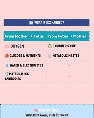 From Mother →Fetus From Fetus →Mother
🫁Oxygen ♻️Carbon dioxide
🍎Glucose & nutrients 🗑️Metabolic wastes
💧Water & electrolytes -
🛡️Maternal IgG
antibodies
-
🔄WHAT IS EXCHANGED?
🧠Memory Trick:
“Arteries Away, Vein Returns”
 