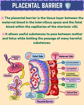 PLACENTAL BARRIER 🛡️
🌸The placental barrier is the tissue layer between the
maternal blood in the intervillous space and the fetal
blood within the capillaries of the chorionic villi.
🌸It allows useful substances to pass between mother
and fetus while limiting the passage of many harmful
substances.
 