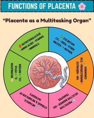 FUNCTIONS OF PLACENTA 🌸
“Placenta as a Multitasking Organ”
🍎NUTRITIONGlucose
• Amino acids • Vitamins
• Minerals.
♻️EXCRETION
CO₂ • Urea • Other
wastes →Mother
🧪
HORMONES
hCG
•
Progesterone
•
Estrogen
•
hPL
🫁
RESPIRATION
O₂
→
Fetus
CO₂
→
Mother
🛡️
P
R
O
T
E
C
T
I
O
N
S
e
l
e
c
t
i
v
e
b
a
r
r
i
e
r
+
I
g
G
t
r
a
n
s
f
e
r
⚙️
M
E
T
A
B
O
L
I
C
S
t
o
r
a
g
e
&
m
e
t
a
b
o
l
i
s
m
o
f
n
u
t
r
i
e
n
t
s
 