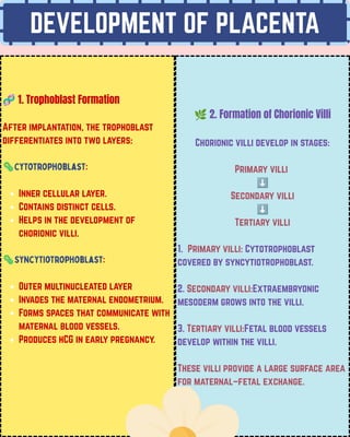 DEVELOPMENT OF PLACENTA
🧬1. Trophoblast Formation
After implantation, the trophoblast
differentiates into two layers:
🦠Cytotrophoblast:
Inner cellular layer.
Contains distinct cells.
Helps in the development of
chorionic villi.
🦠Syncytiotrophoblast:
Outer multinucleated layer
Invades the maternal endometrium.
Forms spaces that communicate with
maternal blood vessels.
Produces hCG in early pregnancy.
🌿2. Formation of Chorionic Villi
Chorionic villi develop in stages:
Primary villi
⬇️
Secondary villi
⬇️
Tertiary villi
1. Primary villi: Cytotrophoblast
covered by syncytiotrophoblast.
2. Secondary villi:Extraembryonic
mesoderm grows into the villi.
3. Tertiary villi:Fetal blood vessels
develop within the villi.
These villi provide a large surface area
for maternal–fetal exchange.
 