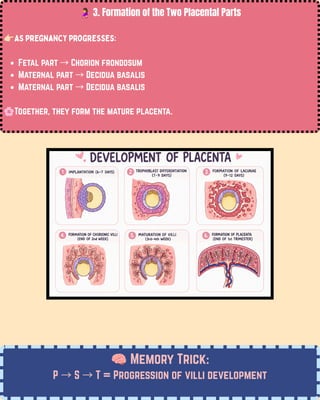 🤰3. Formation of the Two Placental Parts
👉🏻As pregnancy progresses:
Fetal part →Chorion frondosum
Maternal part →Decidua basalis
Maternal part →Decidua basalis
🌸Together, they form the mature placenta.
🧠Memory Trick:
P →S →T = Progression of villi development
 