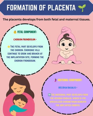 FORMATION OF PLACENTA 🌱
👶FETAL COMPONENT:
Chorion frondosum:-
⭐The fetal part develops from
the chorion. Chorionic villi
continue to grow and branch at
the implantation site, forming the
chorion frondosum.
🤰MATERNAL COMPONENT:
Decidua basalis:-
➡️The maternal part develops from
the decidua basalis, which is the
specialized endometrium beneath
the implanted embryo.
The placenta develops from both fetal and maternal tissues.
 