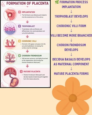 🌿Formation Process
Implantation
↓
Trophoblast develops
↓
Chorionic villi form
↓
Villi become more branched
↓
Chorion frondosum
develops
↓
Decidua basalis develops
as maternal component
↓
Mature placenta forms
 