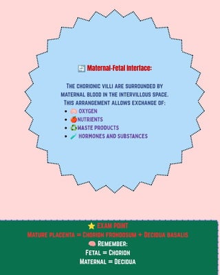 🔄Maternal–Fetal Interface:
The chorionic villi are surrounded by
maternal blood in the intervillous space.
This arrangement allows exchange of:
🫁OXYGEN
🍎NUTRIentS
♻️waste products
🧪hormones and substances
⭐EXAM POINT
Mature placenta = Chorion frondosum + Decidua basalis
🧠Remember:
Fetal = Chorion
Maternal = Decidua
 