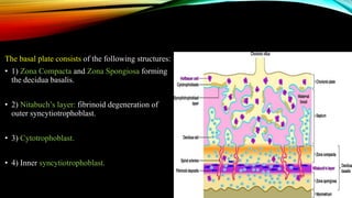 The basal plate consists of the following structures:
• 1) Zona Compacta and Zona Spongiosa forming
the decidua basalis.
• 2) Nitabuch’s layer: fibrinoid degeneration of
outer syncytiotrophoblast.
• 3) Cytotrophoblast.
• 4) Inner syncytiotrophoblast.
 