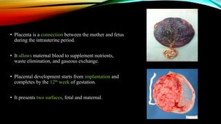 • Placenta is a connection between the mother and fetus
during the intrauterine period.
• It allows maternal blood to supplement nutrients,
waste elimination, and gaseous exchange.
• Placental development starts from implantation and
completes by the 12th week of gestation.
• It presents two surfaces, fetal and maternal.
 