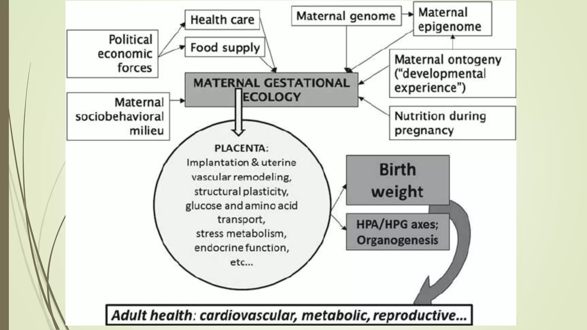Placenta anatomy-physiology.pptx