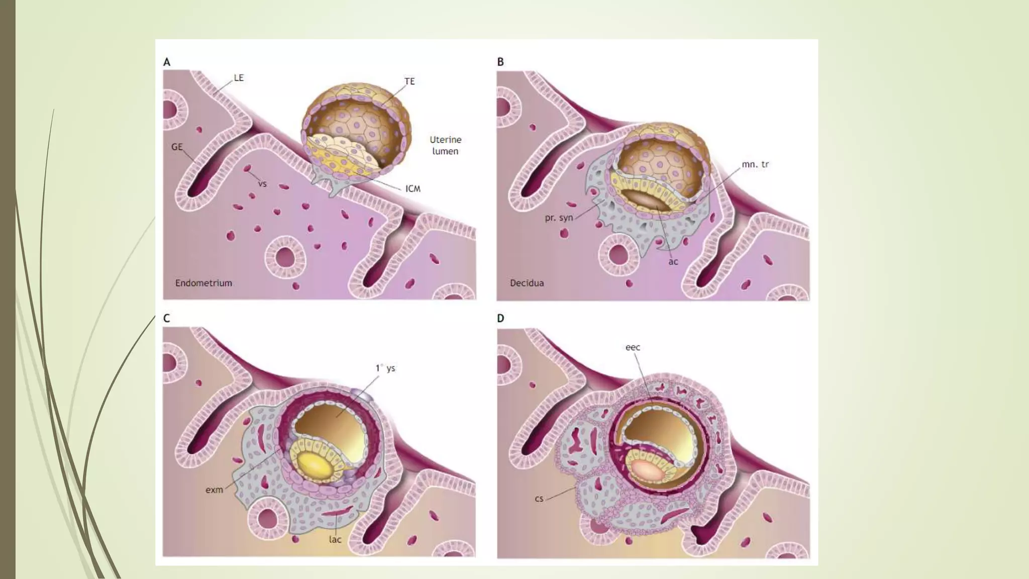 Placenta anatomy-physiology.pptx