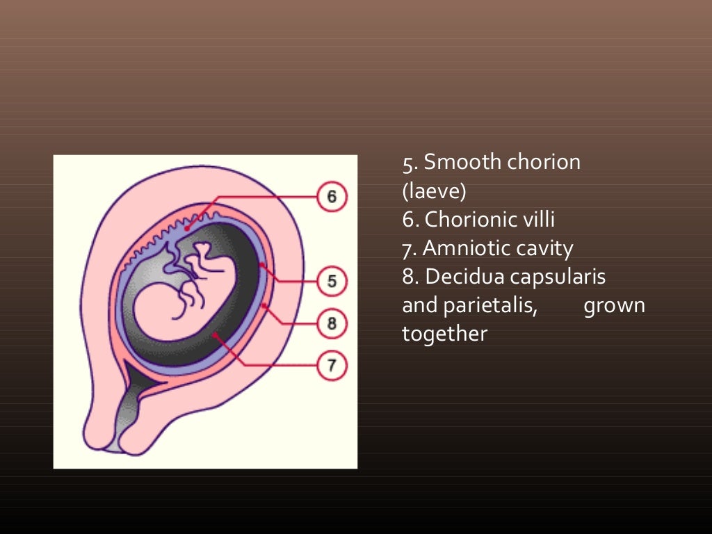 Placenta and amniotic fluid