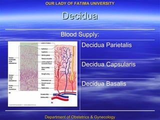 Decidua Decidua Basalis Decidua Capsularis Decidua Parietalis Blood Supply: 
