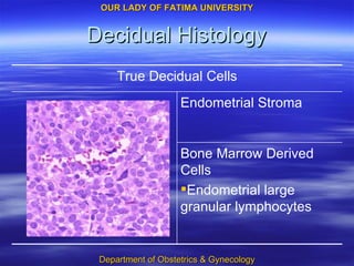 Decidual Histology Bone Marrow Derived Cells Endometrial large granular lymphocytes Endometrial Stroma True Decidual Cells 