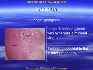 Decidua Becoming cuboidal to flat in later pregnancy Large distended glands with hyperplasia minimal stroma Zona Spongiosa 