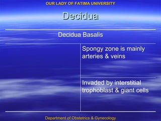 Decidua Invaded by interstitial trophoblast & giant cells Spongy zone is mainly arteries & veins Decidua Basalis 