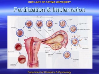 Fertilization & Implantation 