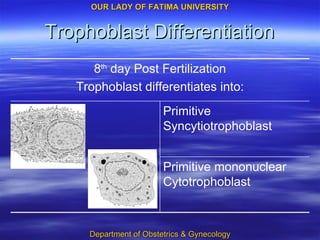 Trophoblast Differentiation Primitive mononuclear Cytotrophoblast Primitive Syncytiotrophoblast 8 th  day Post Fertilization Trophoblast differentiates into: 