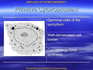 Primitive Cytotrophoblast Can undergo DNA synthesis Well-demarcated cell border Germinal cells of the syncytium 