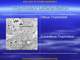 Trophoblast Differentiation Extravillous Trophoblast Villous Trophoblast 