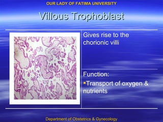 Villous Trophoblast Function: Transport of oxygen & nutrients Gives rise to the chorionic villi 