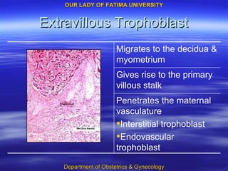 Extravillous Trophoblast Migrates to the decidua & myometrium Penetrates the maternal vasculature Interstitial trophoblast Endovascular trophoblast Gives rise to the primary villous stalk 
