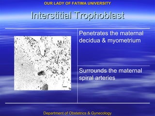 Interstitial Trophoblast Surrounds the maternal spiral arteries Penetrates the maternal decidua & myometrium 