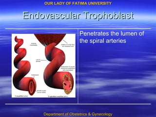 Endovascular Trophoblast Penetrates the lumen of the spiral arteries 