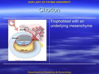 Chorion Trophoblast with an underlying mesenchyme 