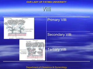 Villi Tertiary Villi Secondary Villi Primary Villi 