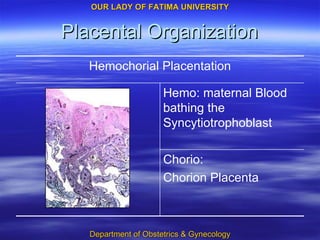Placental Organization Chorio:  Chorion Placenta Hemo: maternal Blood bathing the Syncytiotrophoblast Hemochorial Placentation 