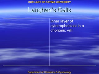 Langhan’s Cells Inner layer of cytotrophoblast in a chorionic villi 