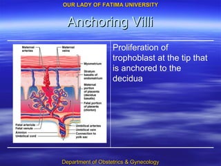 Anchoring Villi Proliferation of trophoblast at the tip that is anchored to the decidua 