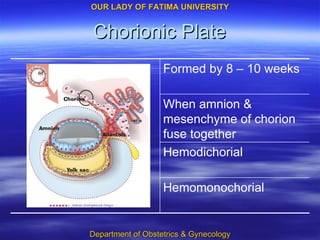 Chorionic Plate Hemomonochorial Hemodichorial When amnion & mesenchyme of chorion fuse together Formed by 8 – 10 weeks 