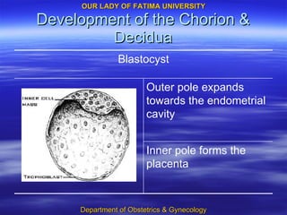 Development of the Chorion & Decidua Inner pole forms the placenta Outer pole expands towards the endometrial cavity Blastocyst 