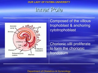 Inner Pole Chorionic villi proliferate to form the chorionic frondosum Composed of the villous trophoblast & anchoring cytotrophoblast 