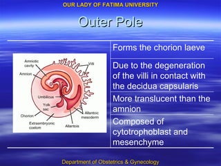 Outer Pole Composed of cytotrophoblast and mesenchyme More translucent than the amnion Due to the degeneration of the villi in contact with the decidua capsularis Forms the chorion laeve 