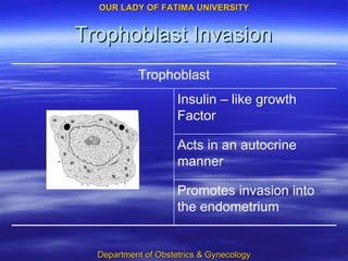 Trophoblast Invasion Promotes invasion into the endometrium Acts in an autocrine manner Insulin – like growth Factor Trophoblast 