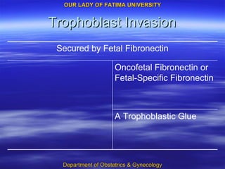 Trophoblast Invasion A Trophoblastic Glue Oncofetal Fibronectin or Fetal-Specific Fibronectin Secured by Fetal Fibronectin 