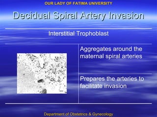 Decidual Spiral Artery Invasion Prepares the arteries to facilitate invasion Aggregates around the maternal spiral arteries Interstitial Trophoblast 