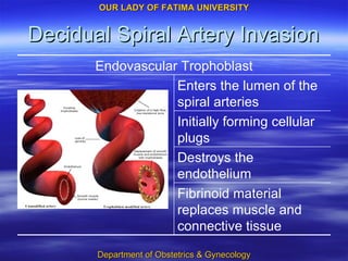 Decidual Spiral Artery Invasion Destroys the endothelium Fibrinoid material replaces muscle and connective tissue Initially forming cellular plugs Enters the lumen of the spiral arteries Endovascular Trophoblast 