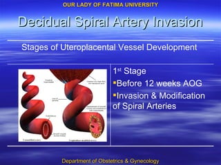 Decidual Spiral Artery Invasion 1 st  Stage Before 12 weeks AOG Invasion & Modification of Spiral Arteries Stages of Uteroplacental Vessel Development  