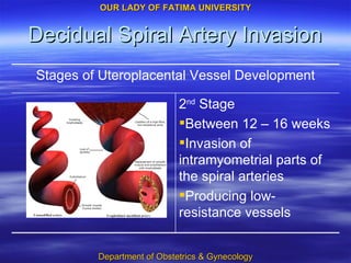 Decidual Spiral Artery Invasion 2 nd  Stage Between 12 – 16 weeks Invasion of intramyometrial parts of the spiral arteries Producing low-resistance vessels Stages of Uteroplacental Vessel Development 